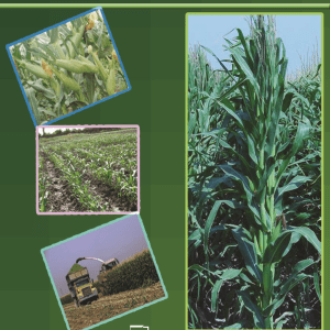 زراعت گیاهان علوفه ای انواع گیاهان علوفه ای گیاهان علوفه ای جدید زراعت گیاهان علوفه ای بهترین گیاهان علوفه ای گیاهان علوفه ای لگومینوز گیاهان علوفه ای دیم گیاه علوفه ای در جدول گیاهان علوفه ای مناطق گرم و خشک دانلود کتاب زراعت گیاهان علوفه‌ای اثر عطاءاله سیادات کتاب زراعت گیاهان علوفه‌ای نسخه PDF. نویسنده : عطاءاله سیادات ، محمدرضا مرادی‌تلاوت. فیدی‌پلاس دانلود کتاب گیاهان علوفه‌ ای اثر محمدجعفر بحرانی - فیدیبو خرید و دانلود کتاب گیاهان علوفه‌ ای اثر محمدجعفر بحرانی پرورش و تولید گیاهان علوفه ای - پایگاه کتاب های درسی خرید اینترنتی کتاب و دانلود زراعت گیاهان صنعتی و علوفه‌ای اثر عیسی پیری از انتشارات دانشگاه پیام نور دانلود PDF گیاهان علوفه ای از کاشت تا برداشت دانلود pdf گیاهان علوفه ای از کاشت تا برداشت – طرح توجیهی زراعت گیاهان علوفه ای – کتاب طرح توجیهی کشت یونجه و گیاهان علوفه ای – دانلود pdf طرح توجیهی زراعت ...فایل های کتاب زراعت گیاهان علوفه ای - دانلود رایگان نمونه سوال دانلود نمونه سوالات زراعت گیاهان علوفه ای زراعت با پاسخ از دروس تخصصی در مقطع کارشناسی – جزوه و پروژه زراعت گیاهان علوفه ای + آزمون آنلاین ...کتاب گیاهان علوفه ای (کاشت تا برداشت)کتاب پرورش و تولید گیاهان علوفه ای دوازدهمکتاب‌ زراعت گیاهان علوفه‌ای اثر محمدرضا مرادی تلاوت, سید عطاکتاب‌ زراعت گیاهان علوفه‌ای اثر محمدرضا مرادی تلاوت, سید عطا, مرکز نشر دانشگاهی,خرید چاپی, کرایه الکترونیکی,کرایهایبوک,pdf,دانلود pdf.